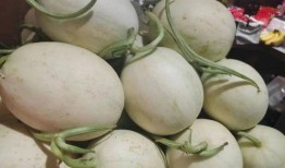 蘑菇免费吃瓜,共享绿色生活新风尚